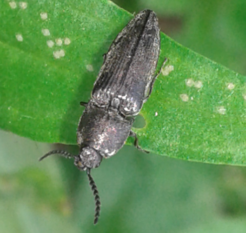 Elateridae: Cydnopus sp.